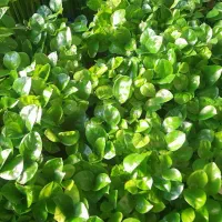 فروش سبزه نارنج