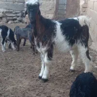 فروش کهره نر