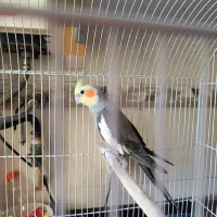 عروس هلندی نر