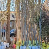 سلام فصل نهال های مثمر وغیر