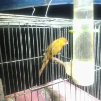 قناری مست و کشیده بلند