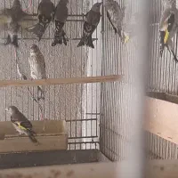 سره وسرقناری قرس وجوجه