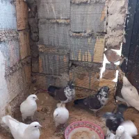 کبوتر فروشی