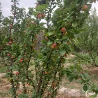 آلوچه قرمز و زرد پاییزی سردرود