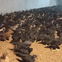 بیا جوجه بخر ارزون مرغ بومی یک ماهه واکسن خرده