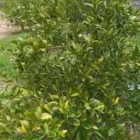 کی پیوندزدن مرکبات بلده