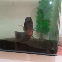 فلاور|ماهی|ارومیه, |دیوار