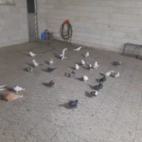 ۲۰ تا کفتر خوب