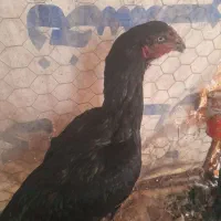 مرغ زات بالا