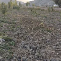 باغ|فروش دفتر صنعتی، کشاورزی، تجاری|نیر (اردبیل), |دیوار