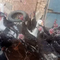 بوقلمون تایلندی فروش فوری|حیوانات مزرعه|آق قلا, |دیوار