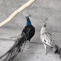 طاووس مصری هندی ابلغ و ویولت