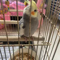 عروس هلندی نر سخنگو