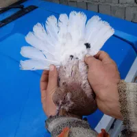 کبوتر گرفتنی