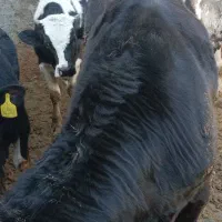 گاو|حیوانات مزرعه|سیدآباد, |دیوار