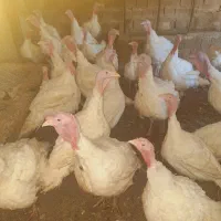 بوقلمون سفید