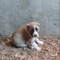 ماده سگ|سگ|مود, |دیوار