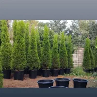 لاوسون ریشه پرس گلدان۴۵ و ۵۰