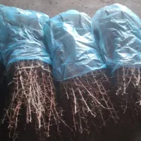 نهال زرشک بی دانه ونهال گل محمدی|خدمات باغبانی و درختکاری|بیرجند, |دیوار