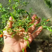 بنسای انار چندین ساله زیبا و سرحال|گل و گیاه طبیعی|رشت, گلباغ نماز|دیوار