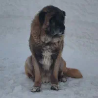 واگذاری سگ سرابی|سگ|اردبیل, |دیوار