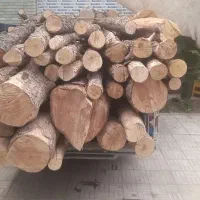 چوب آلوچه قیصی توت کاج