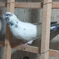 ۸ تا کفتر پرشی حسابی|پرنده|قم, حنیف نژاد|دیوار