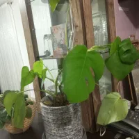 گلدون گل طبیعی