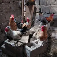 مرغ و خروس جوان