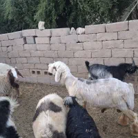 بره قوچ