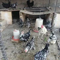 تخم نطفه دار گلین لری اصیل  زرینشهر|حیوانات مزرعه|فولادشهر, زاینده رود|دیوار