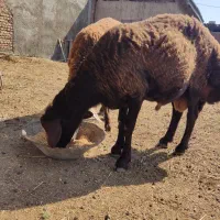 بره قوچ یک ساله کیلویی 350
