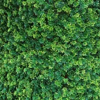 فنس برگی ریحانی رشته ای آکاردئون گرینوال دیوارسبز|مصالح و تجهیزات ساختمان|اصفهان, خواجو|دیوار