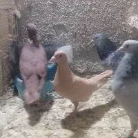 زرد و سرخ جفت|پرنده|تربت‌حیدریه, شهرک ولیعصر|دیوار