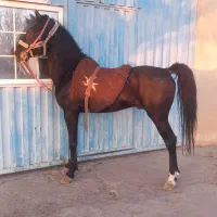 نریان به رنگ عشق مادیان خوش اخلااق