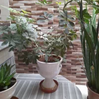 گل با گلدون