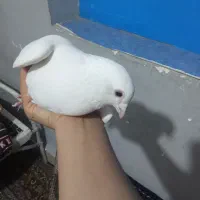 ساعت مچی|ساعت|زابل, |دیوار