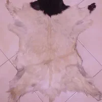 حراج پوست بز