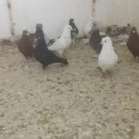 کبوتر|پرنده|شیراز, شهرک گلها|دیوار