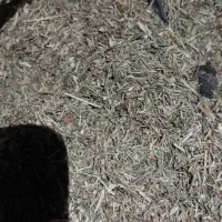 خارشتر|عمدهفروشی|گنبد کاووس, |دیوار