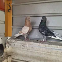 کبوتر شکار