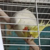 عروس هلندی ۷ ماهه مناسب جوجه گرفتن