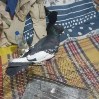 قفس پرنده.کبوتر|پرنده|صدرا-فارس, فاز ۱|دیوار