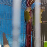 جفت های گرینچیک|پرنده|مشهد, مشکینی (شهرک غرب)|دیوار