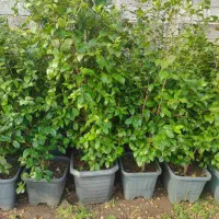 فروش کاملیا