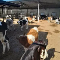 فروش گوساله|حیوانات مزرعه|قزوین, |دیوار