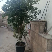 گلدان بنجامین