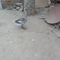 غاز ماده تخم گذار فروشی.حاجی کلاته|حیوانات مزرعه|سنگدوین, |دیوار