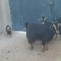 ۲ راس بز|حیوانات مزرعه|زنجان, |دیوار