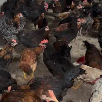 مرغ محلی خروس محلی|حیوانات مزرعه|مرودشت, محمد آباد|دیوار